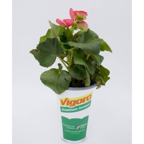 BELL NURSERY 1 Qt. Pink Rieger Begonia Annual Live Plant with Pink- Flowers (4-Pack)