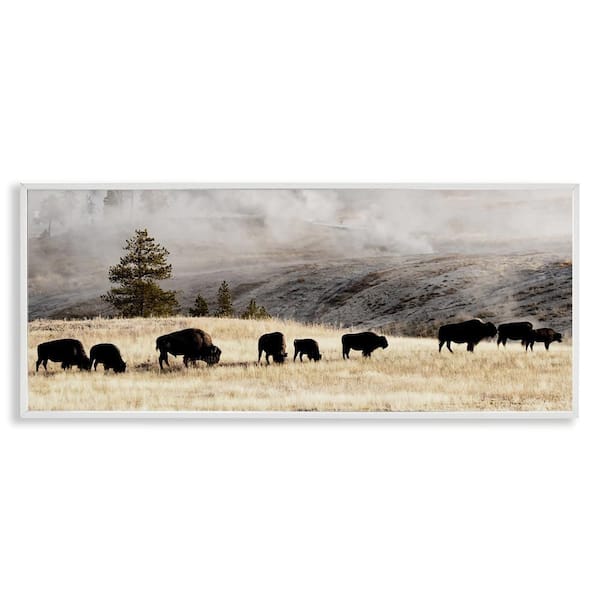 Grazing Bison Foggy Countryside by Danita Delimont White Framed Giclee Art Print Animal 24 in. x 10 in.