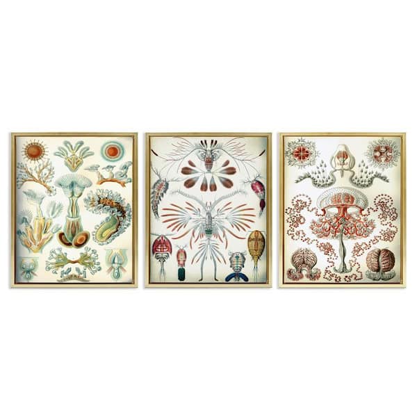 Stupell Industries Vintage Microscopic Crustacean by Graffi*tee Studios 3 Piece Gold Floater Frame Animal Graphic Art Print 21 in. x 17 in.