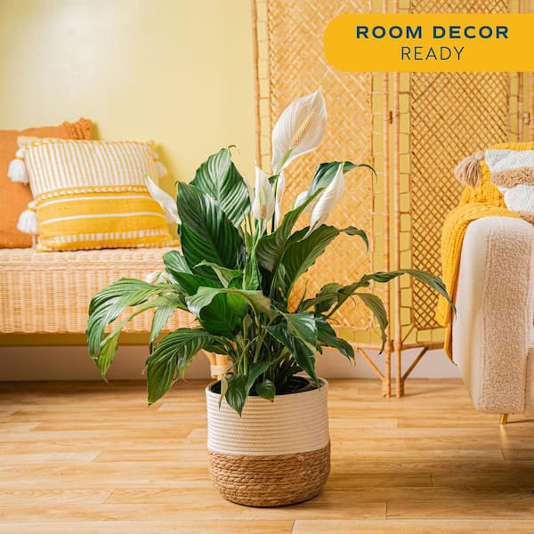 Costa Farms Spathiphyllum Peace Lily Indoor Plant in 10 in. Decor