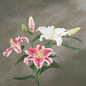 Lily - Flower Bulbs - Garden Flowers - The Home Depot