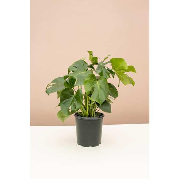 LIVELY ROOT Swiss Cheese Plant (Monstera Deliciosa) in 10 in. Grower Pot