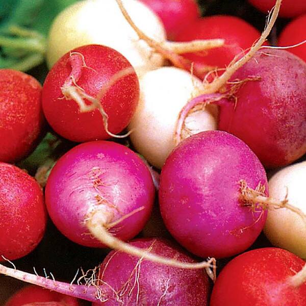 Ferry-Morse Organic Radish Gourmet Blend Vegetable Seeds 7580