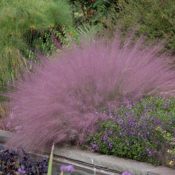 Spring Hill Nurseries Pink Muhly Grass (Muhlenbergia), 2.50 qt. Live Perennial Plant with Pink Plumes Grown in a Pot (1-pack)
