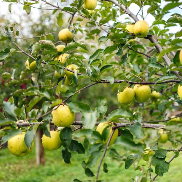 Apple - みかん national PLANT NETWORK Bareroot Dorsett Golden Deciduous