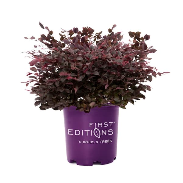 3 Gal. Crimson Fire Loropetalum Shrub with Dark Purple Foliage, Neon-Pink Flowers