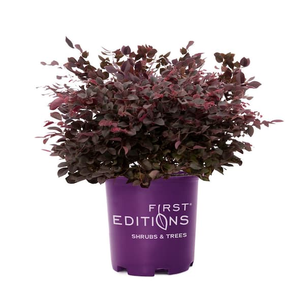 FIRST EDITIONS 3 Gal. Crimson Fire Fringe Flower Shrub with Dark Purple Foliage, Neon-pink Flowers