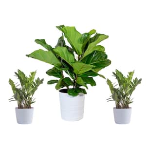 10 in. Lyrata Bush and (2) 6 in. ZZ Plant in White Decor Planter, (3 Pack)