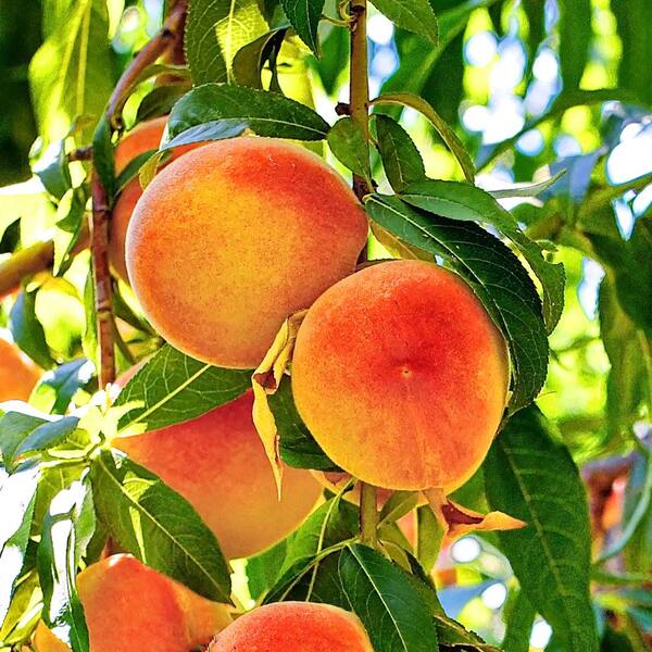 Red Haven Peach Fruit Tree