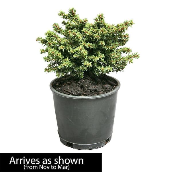 DIRECT GARDENING 3 Gal. Pot, Little Gem Spruce Bush Potted