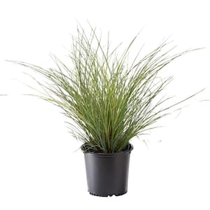 2.25 Gal. Morning Light Miscanthus Grass Plant