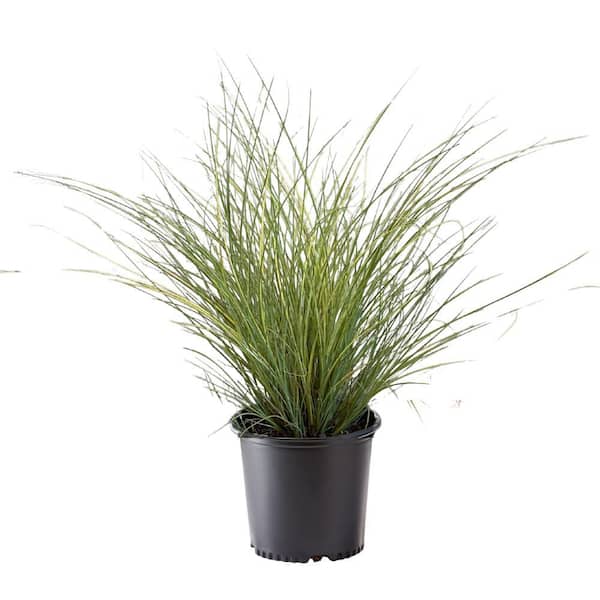Unbranded 2.25 Gal. Morning Light Miscanthus Grass Plant