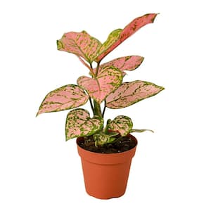 Lady Valentine Chinese Evergreen Aglaonema Plant in 4 in. Grower Pot