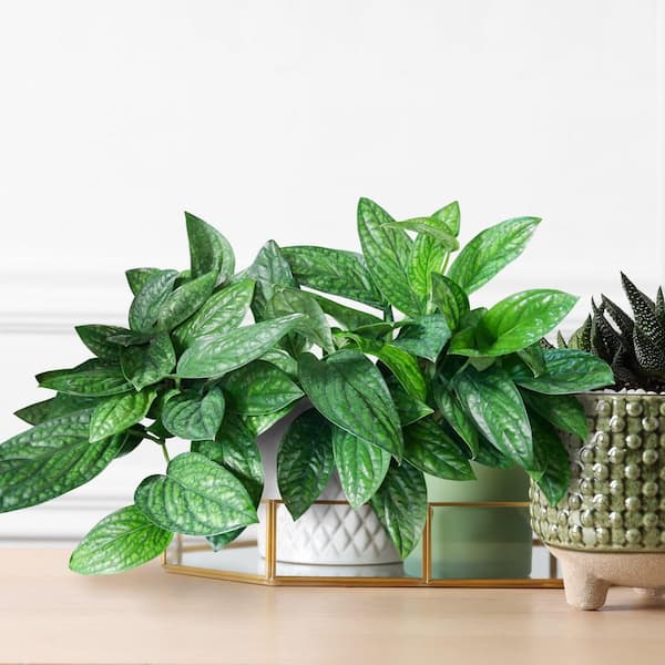 4 in. Monstera Peru Karstenianum Plant in Grower Containers (3-Pack)