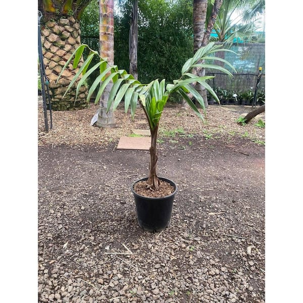 Caledonian Hapala Palm Tree-Live Plant in a 3 Gallon Grower's Pot-Burretiokentia Hapala-Ornamental Palms Florida