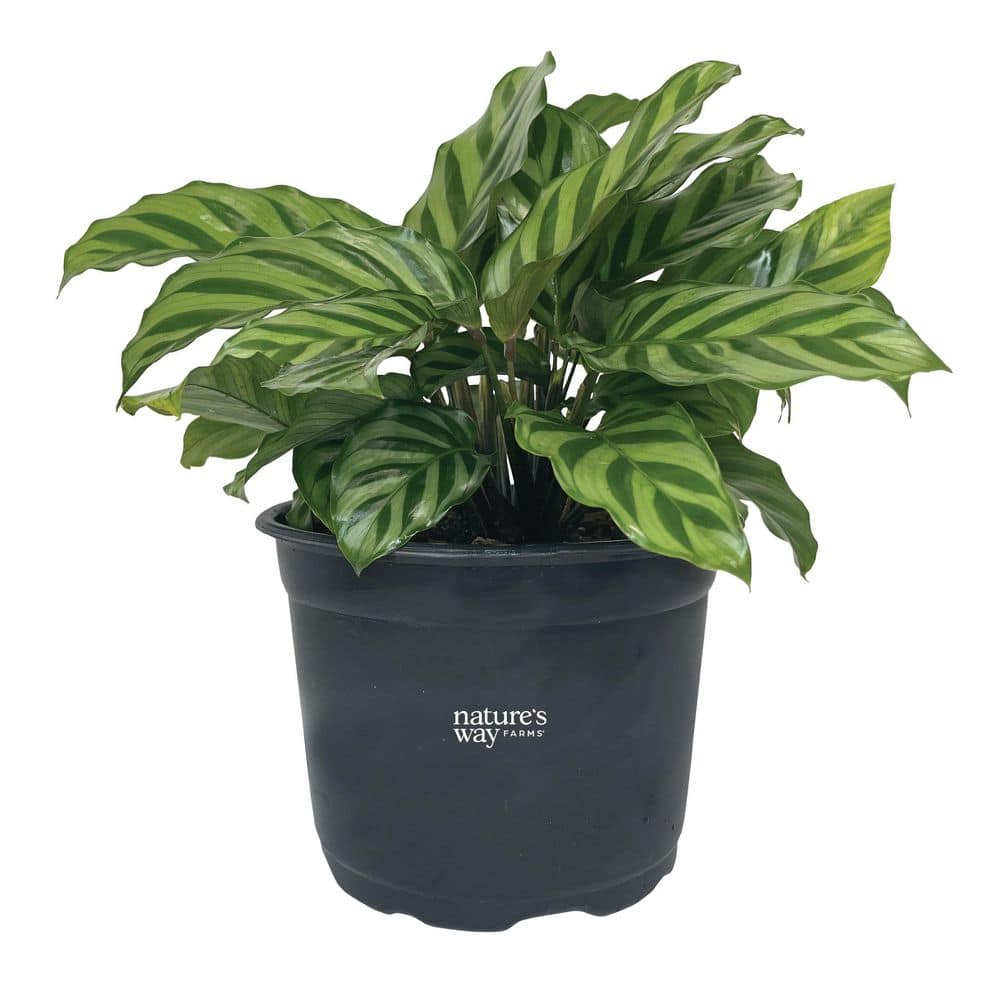 6 in. Freddie Calathea Indoor Tropical Houseplant (1-Pack)