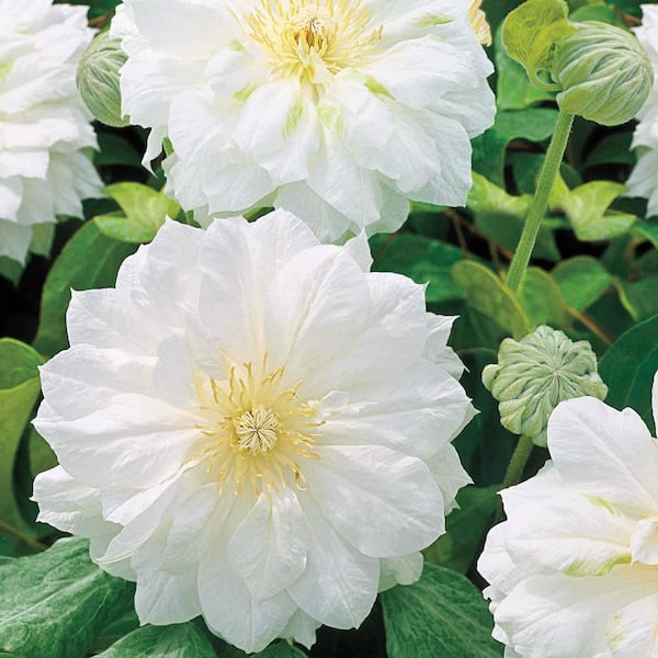 Spring Hill Nurseries 3 in. Pot Dutchess of Edinburgh Clemtais, Live Potted Plant, White Flowering Perennial Vine (1-Pack)