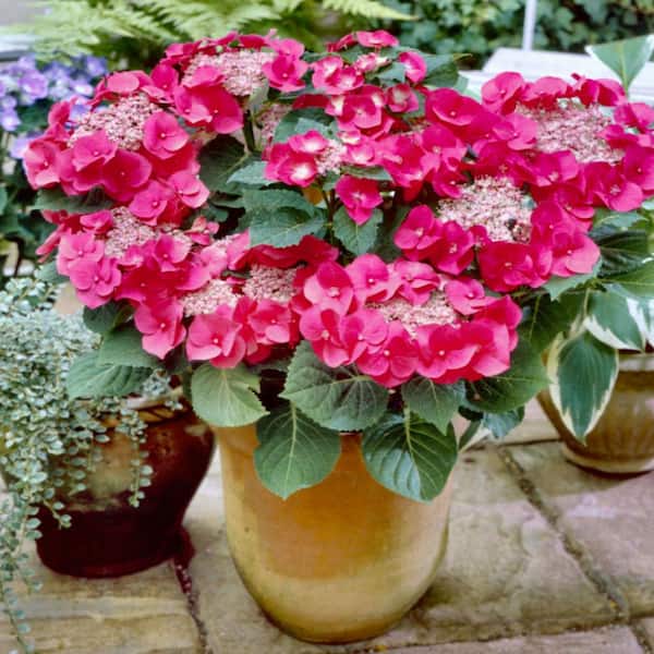 national PLANT NETWORK 2.5 Qt. Cherry Explosion Hydrangea with Red Blooms