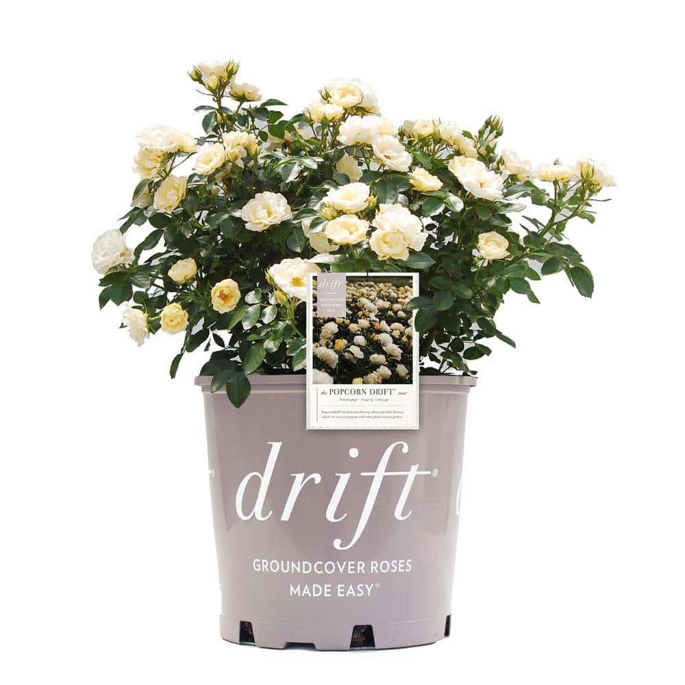 Rose Bush with Yellow Flowers