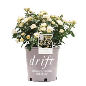 2 Gal. Popcorn Drift Rose Bush with Buttery Yellow Flowers