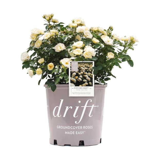 Drift 2 Gal. Popcorn Drift Rose Bush with Buttery Yellow Flowers