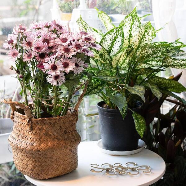 4.1 in Gold Finish Metal Monstera Plant Support System Durable