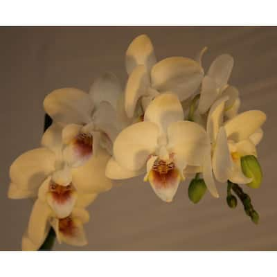 White Orchids Indoor Plants The Home Depot