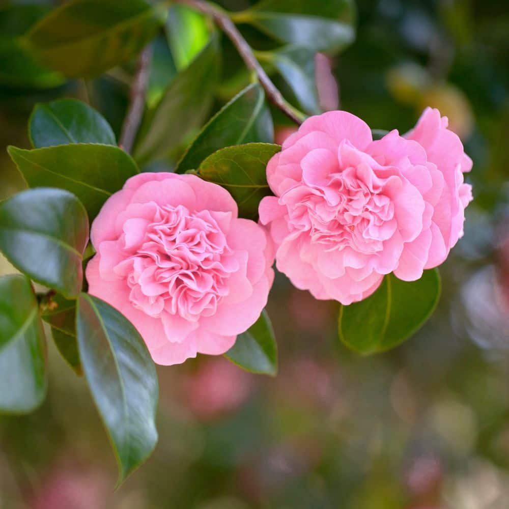 c12 15AX 15AYのみ ノーマル　パラレル　合計約400枚 まとめ売り national-plant-network-shrubs-