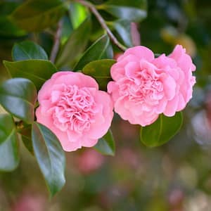 national PLANT NETWORK 1 gal. Camellia Pink Perfection Live Shrub