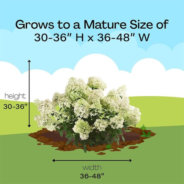 PROVEN WINNERS 2 Gal. Bobo Hydrangea Shrub with White to Pink