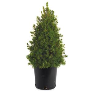 2.50 Qt. Pot Alberta Dwarf Spruce (Picea), Live Evergreen Shrub, Green Needled Foliage (1-Pack)