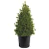 Spring Hill Nurseries 2.50 qt. Pot Alberta Dwarf Spruce (Picea), Live ...