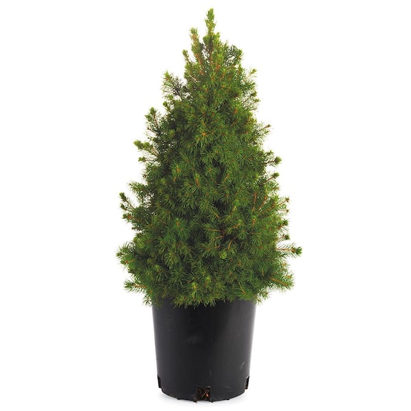 Spring Hill Nurseries 1 Gal. Pot, Alberta Dwarf Spruce Tree, Potted Evergreen Shrub (1-Pack)