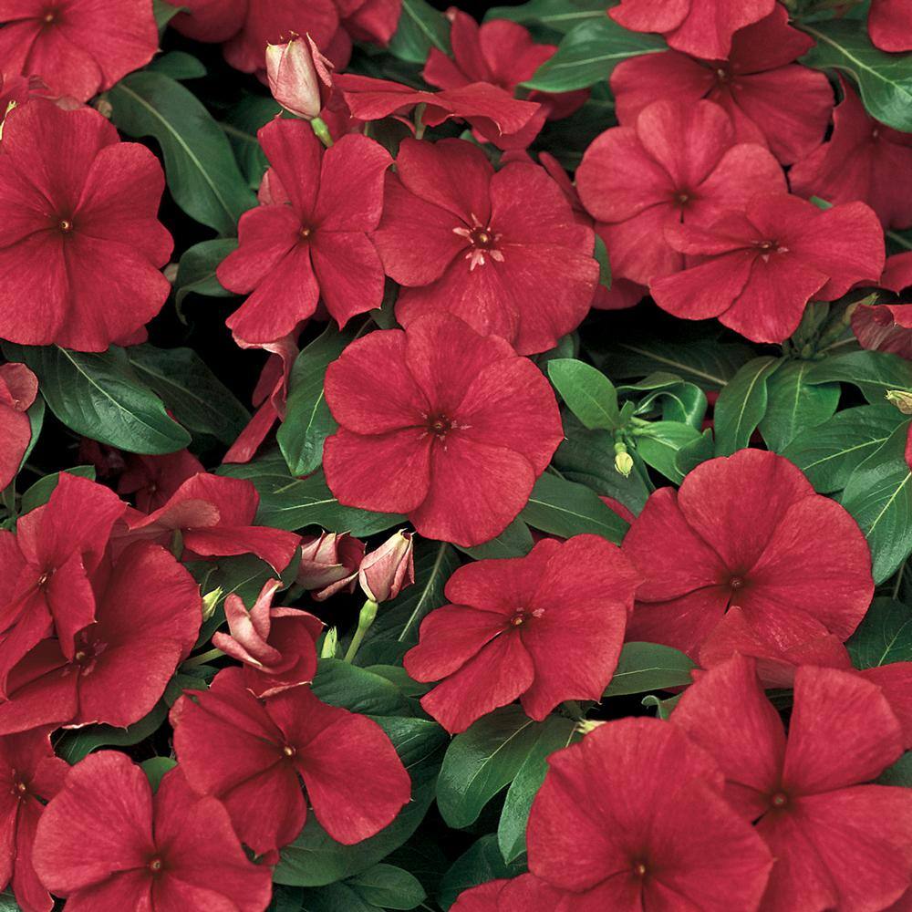 1.23 Gal. Burgundy Periwinkle Hanging Basket Plant 10637 The Home Depot