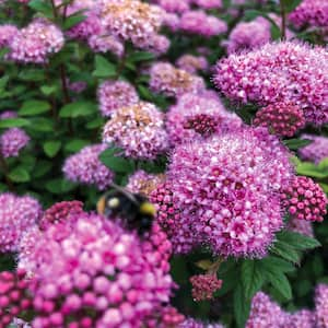 Jumbo Pint Poprocks Petite Spirea (Spiraea) Live Shrub, Candy Pink Flowers