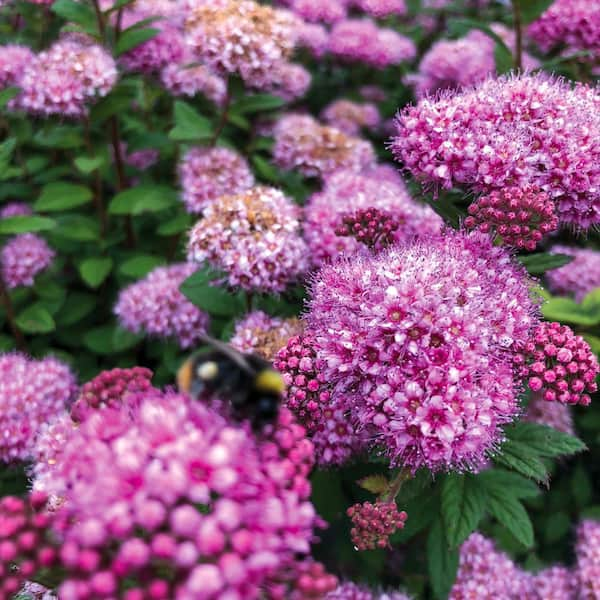 BLOOMIN' EASY Jumbo Pint Poprocks Petite Spirea (Spiraea) Live Shrub, Candy Pink Flowers