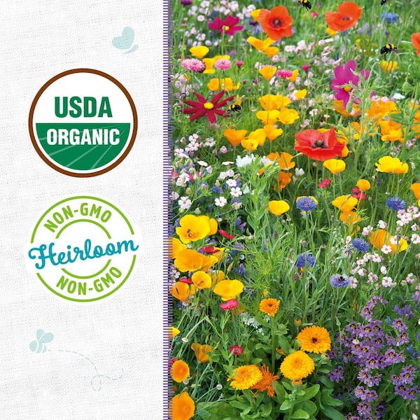 planting oregano seeds Italian Oregano Seeds Herbs Heirloom Non-GMO (100+ Seeds) main image 0