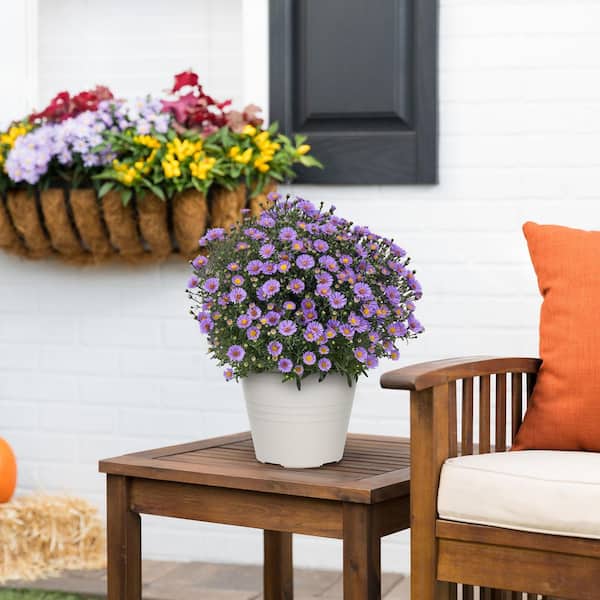 METROLINA GREENHOUSES 1 Gal. Purple Aster Winchester Planter
