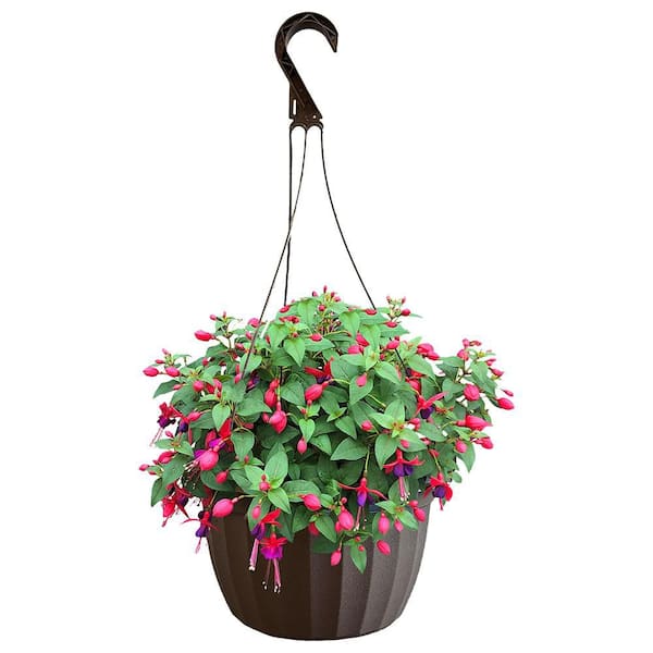 Reviews for 11 in. Fuchsia Annual Hanging Basket with Vibrant Pink
