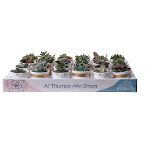 Mini Indoor Succulent Plants in 2 in. Ceramic Pots and Tray, Avg. Shipping Height 2 in. Tall (24-Pack)