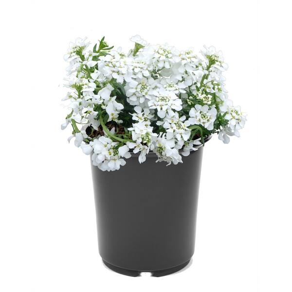 特大!!!】雪花石 74kg 特大!!!】雪花石 74kg 【公式通販】