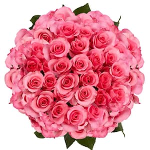 Globalrose 200 Stems of Bright Pink High and Bonita Roses Fresh Flower ...