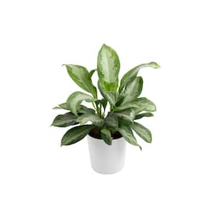 Aglaonema Chinese Evergreen Indoor Plant in 9.25 in. Decor Planter, Avg. Shipping Height 2-3 ft. Tall