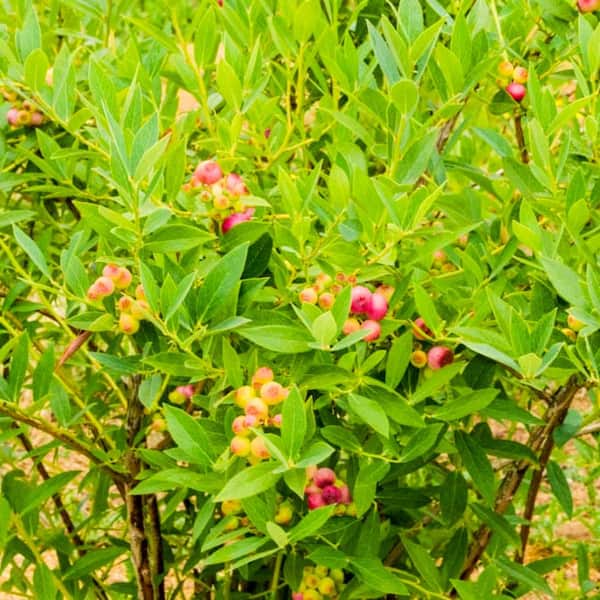Gurney's Pink Lemonade Blueberry Vaccinium Live Bareroot Plant (1-Pack)