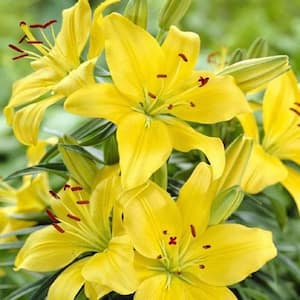 1 Gal. Asiatic Lily Yellow Live Perennial Plant (1-Pack)