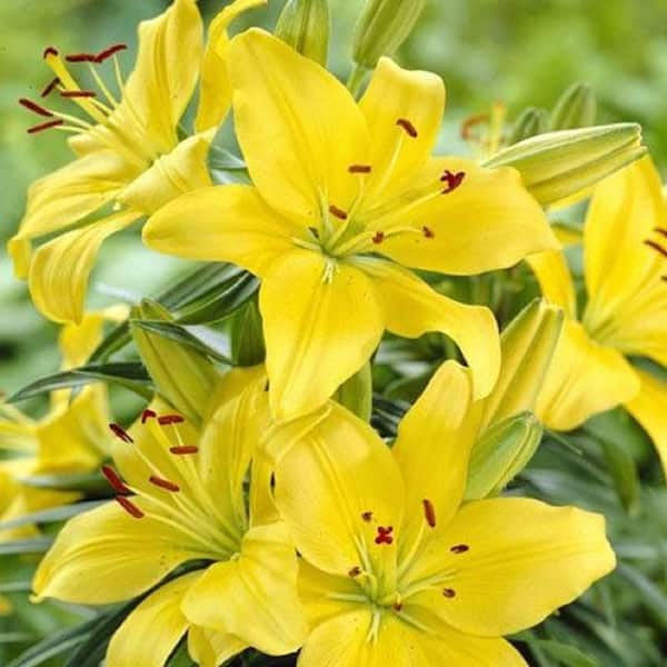 Vigoro 1 Gal. Asiatic Lily Yellow Live Perennial Plant (1-Pack)