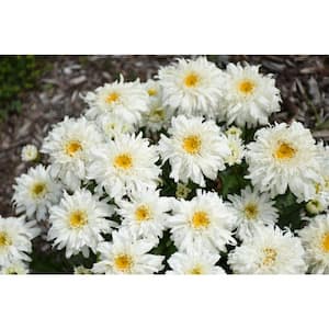 1 Gal., Amazing Daisies 'Marshmallow' (Leucanthemum) Live Plant, White Flowers
