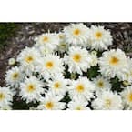 4.5 in. Qt., Amazing Daisies Marshmallow (Leucanthemum) Live Plant, White Flowers