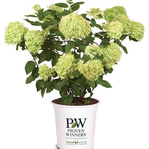 2 Gal. Little Lime Panicle Hydrangea (Paniculata) Live Shrub with Lime Green to Pink Flowers