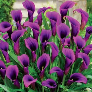 Purple Sensation Calla Lily Bulb (1-Pack)